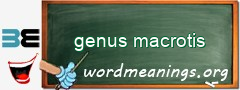 WordMeaning blackboard for genus macrotis